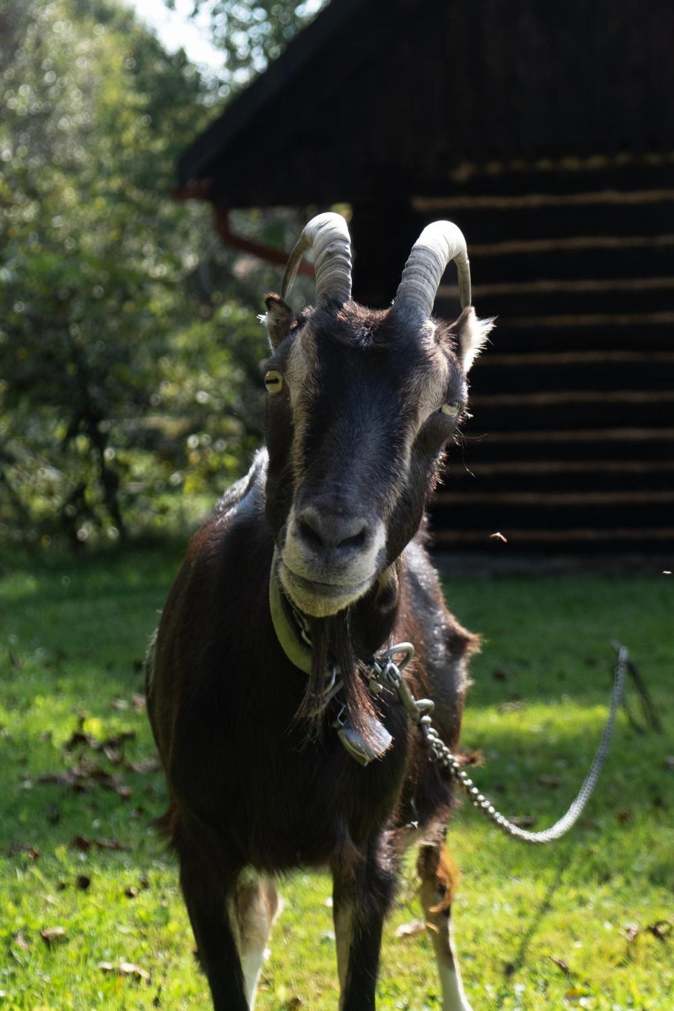 Agroturystyka Ropienka Buitenkant foto